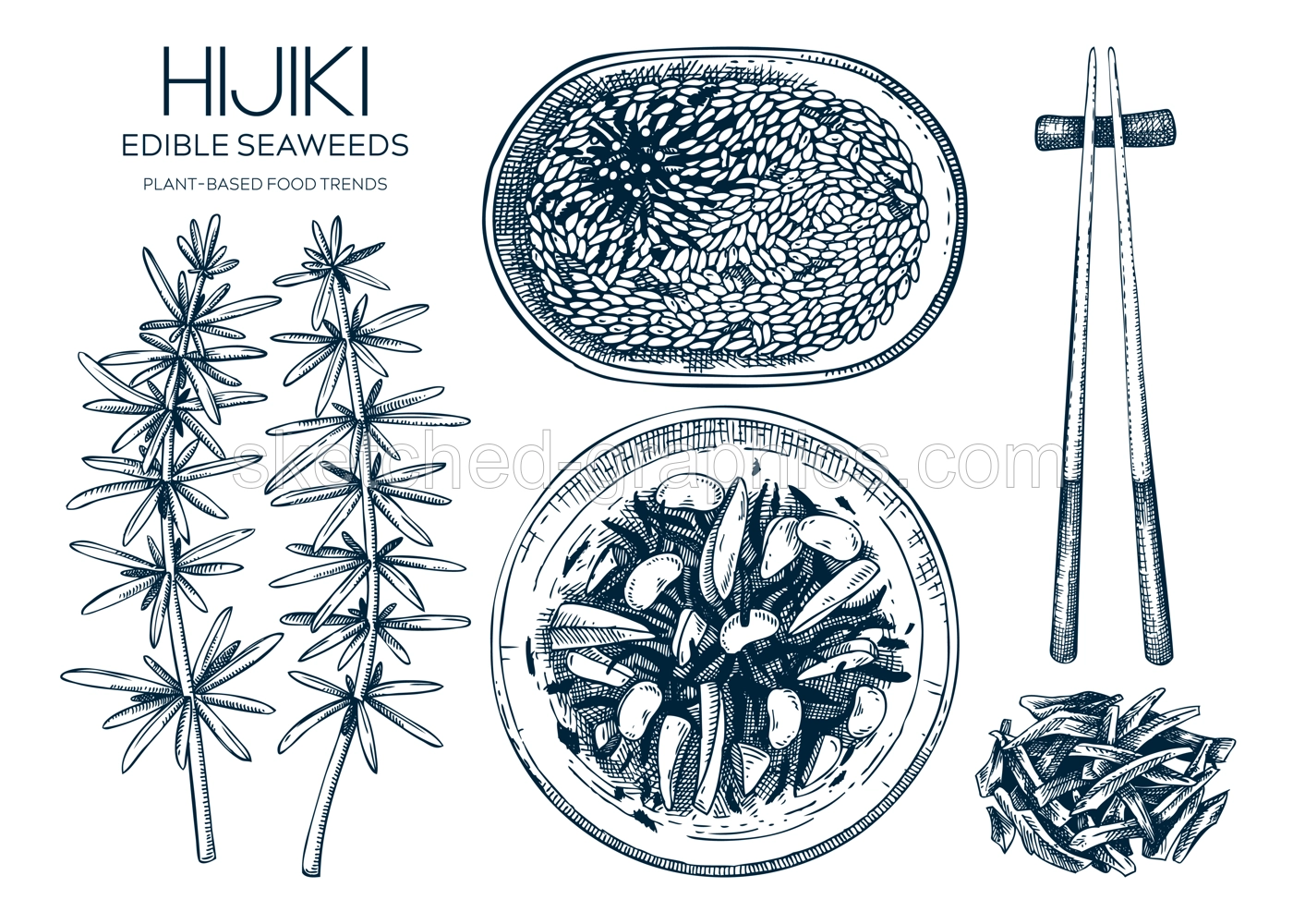 Hand-drawn hijiki sketches set. Sea vegetable drawings. Sea kale isolated on white. Edible seaweed vector food illustration. Japanese cuisine dishes menu design elements. Heathy eating ingredients Illustration
